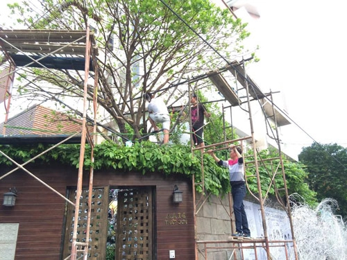 Đàm vĩnh hưng ốc thanh vân tự tay trang trí giáng sinh sớm - 4