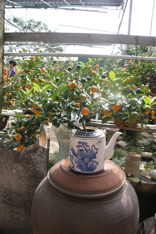 Dân sành chơi đua nhau săn quất bonsai rồng phượng - 11
