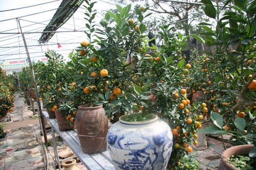 Dân sành chơi đua nhau săn quất bonsai rồng phượng - 13