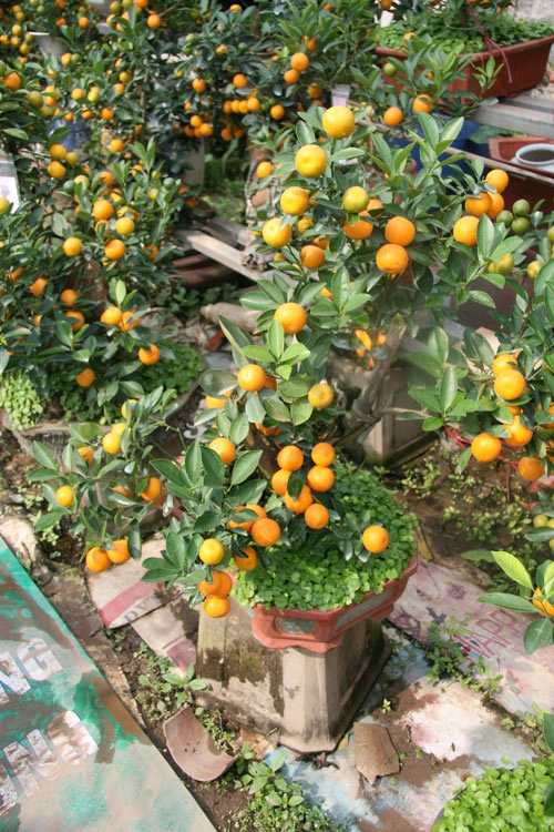 Dân sành chơi đua nhau săn quất bonsai rồng phượng - 12