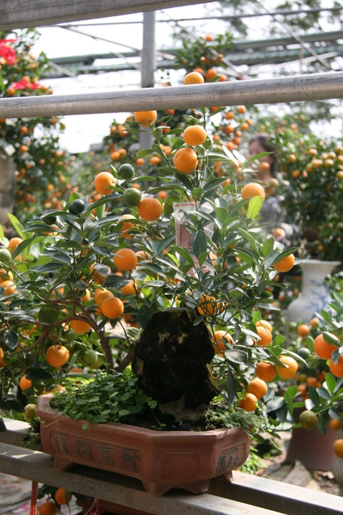 Dân sành chơi đua nhau săn quất bonsai rồng phượng - 6