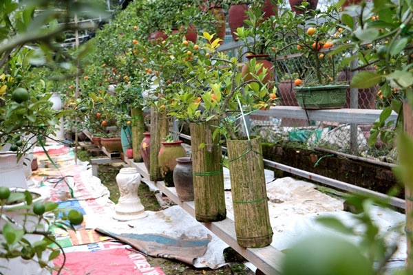Độc đáo quất trồng trong chai thủy tinh chờ tết nguyên đán - 7