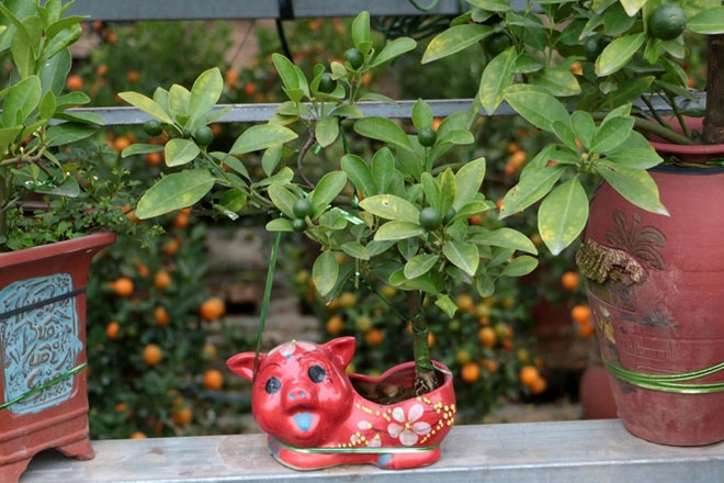 Độc đáo quất trồng trong chai thủy tinh chờ tết nguyên đán - 10