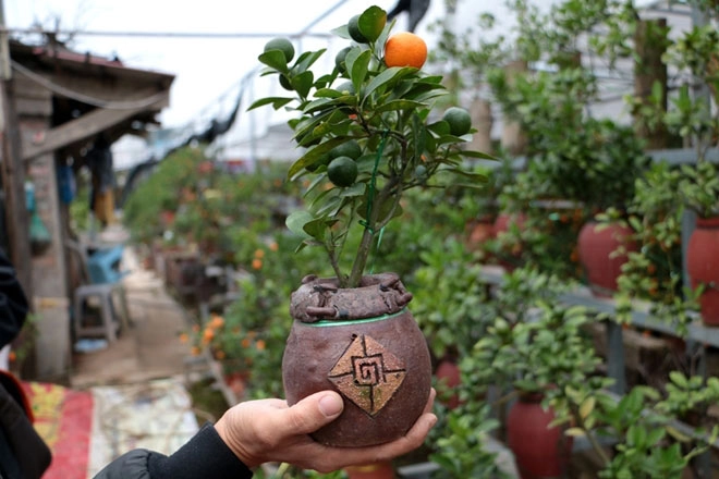 Độc đáo quất trồng trong chai thủy tinh chờ tết nguyên đán - 11