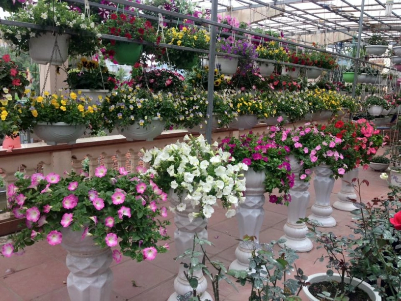 Ghen tị vườn 500m2 trồng phủ kín giò hoa bồn rau - 7