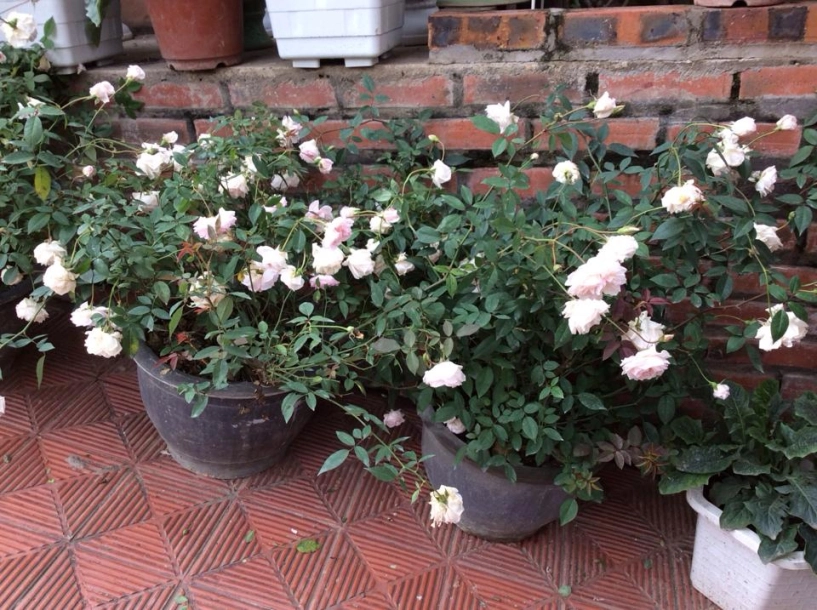 Ghen tị vườn 500m2 trồng phủ kín giò hoa bồn rau - 11