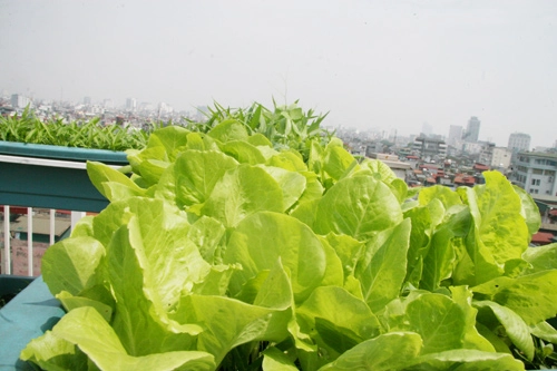 Hà nội phát thèm vườn rau tầng 10 nhìn ra hồ lộng gió - 5