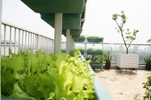Hà nội phát thèm vườn rau tầng 10 nhìn ra hồ lộng gió - 6