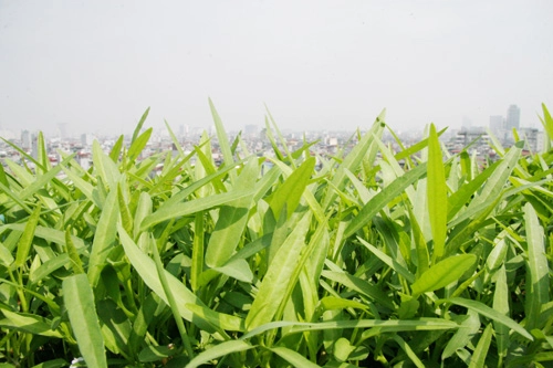 Hà nội phát thèm vườn rau tầng 10 nhìn ra hồ lộng gió - 10