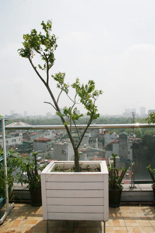 Hà nội phát thèm vườn rau tầng 10 nhìn ra hồ lộng gió - 16