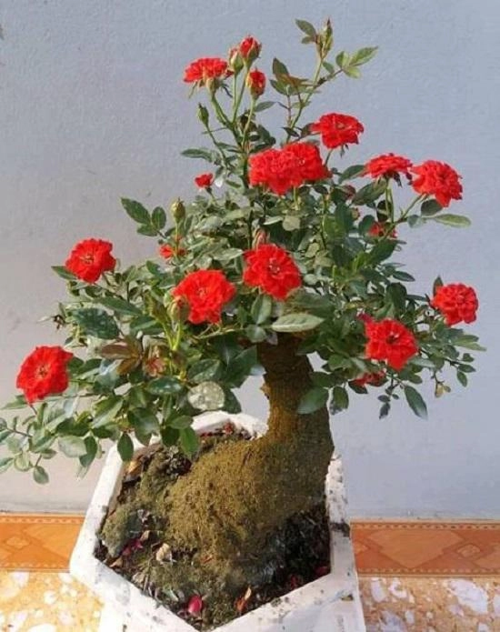Hồng giả cổ bọc xi măng thạch cao phủ rêu bỗng dưng cháy hàng - 1