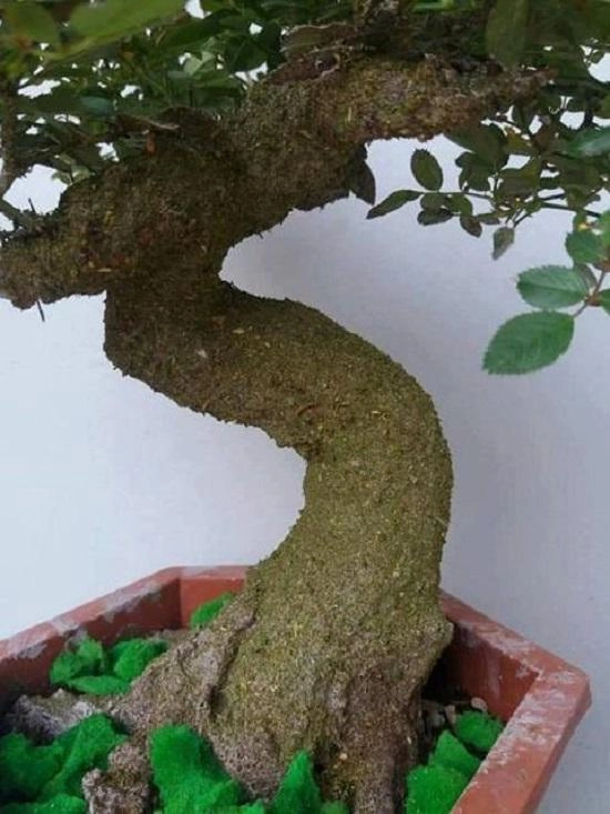 Hồng giả cổ bọc xi măng thạch cao phủ rêu bỗng dưng cháy hàng - 2