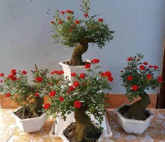 Hồng giả cổ bọc xi măng thạch cao phủ rêu bỗng dưng cháy hàng - 3