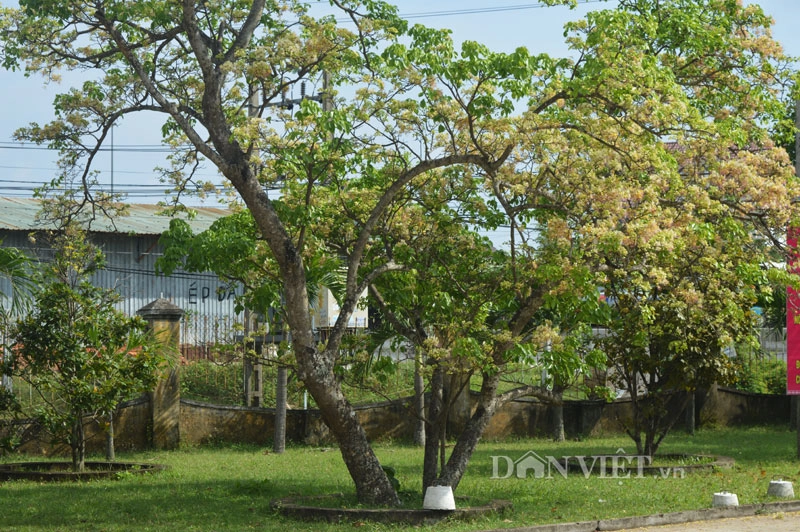 Lạ kỳ cây mai trắng cổ thụ rộ hoa mùa mưa - 1