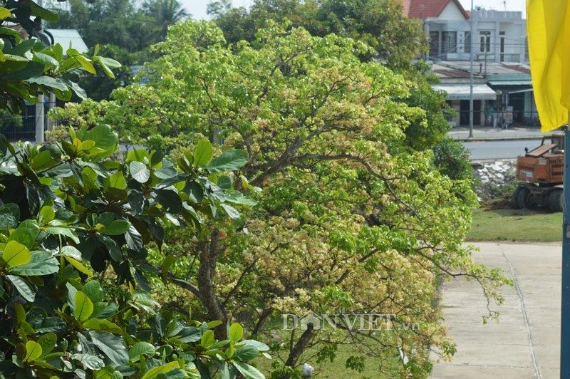 Lạ kỳ cây mai trắng cổ thụ rộ hoa mùa mưa - 3