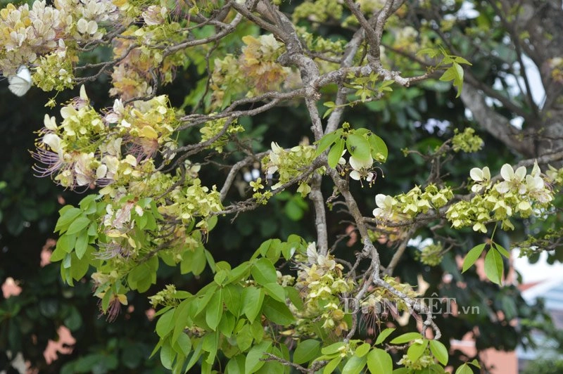 Lạ kỳ cây mai trắng cổ thụ rộ hoa mùa mưa - 4
