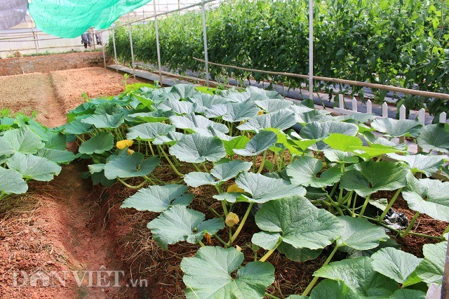 Lạc trôi vào xứ sở toàn rau củ quả không biết khiêm tốn ở đà lạt - 5