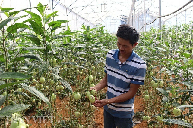 Lạc trôi vào xứ sở toàn rau củ quả không biết khiêm tốn ở đà lạt - 6