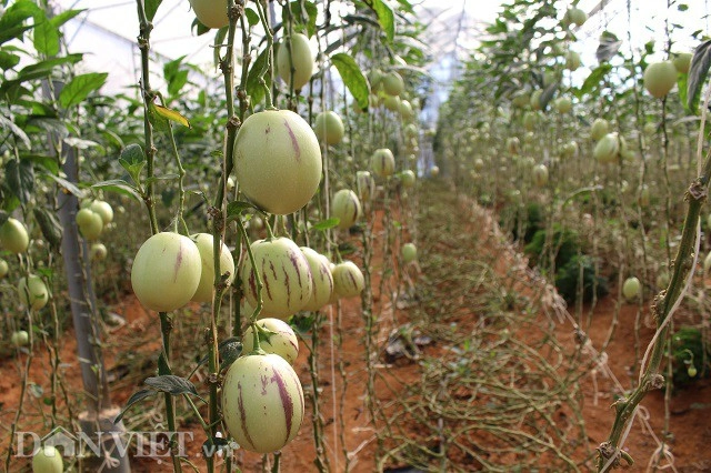 Lạc trôi vào xứ sở toàn rau củ quả không biết khiêm tốn ở đà lạt - 8