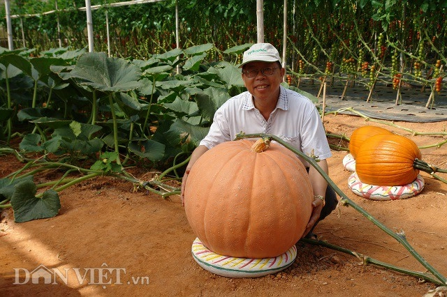 Lạc trôi vào xứ sở toàn rau củ quả không biết khiêm tốn ở đà lạt - 3