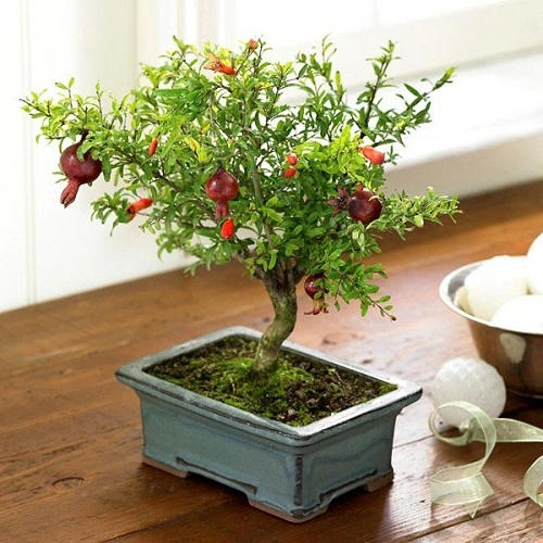 Lưu ngay vài cách giữ ẩm cho cây cực hữu ích khi cả gia đình đi vắng dịp lễ - 3