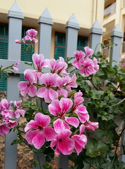 Mẹ trẻ trồng vườn ngập sắc hoa tại thiên đường mộc châu - 6