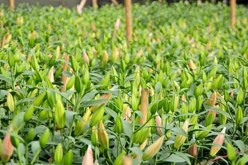 Mẹo chọn hoa ly chuẩn đẹp không qua đông lạnh để chơi tết mậu tuất 2018 - 1