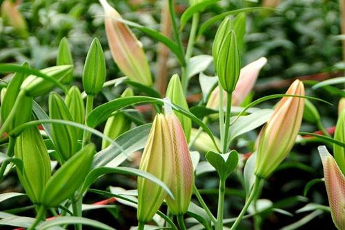 Mẹo chọn hoa ly chuẩn đẹp không qua đông lạnh để chơi tết mậu tuất 2018 - 2