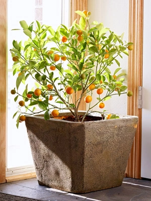 Mẹo hay ho cho nàng khỏi lo chết cây cảnh trong nhà - 1