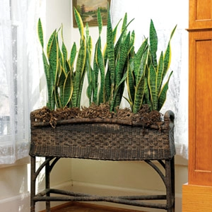 Mẹo hay ho cho nàng khỏi lo chết cây cảnh trong nhà - 2