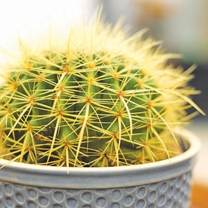 Mẹo hay ho cho nàng khỏi lo chết cây cảnh trong nhà - 4