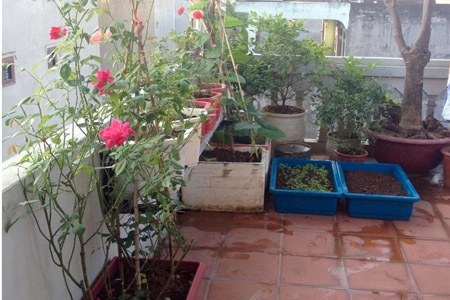 Một tháng trồng cây ra hoa rau ra lá của bà mẹ hai con - 4