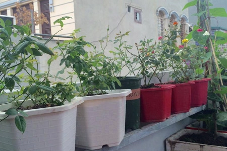 Một tháng trồng cây ra hoa rau ra lá của bà mẹ hai con - 7