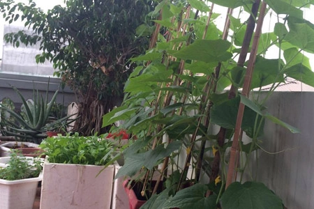 Một tháng trồng cây ra hoa rau ra lá của bà mẹ hai con - 8