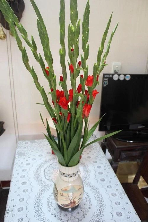 Mua hoa lay ơn chơi tết phải biết những mẹo này thì mới chọn được hoa đẹp chơi lâu - 2
