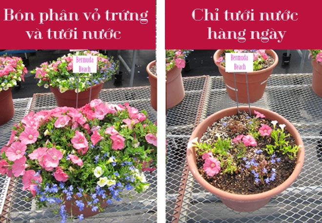 Nàng lọ mọ chôn trứng xuống đất và kết quả khiến nhiều người tròn mắt - 1