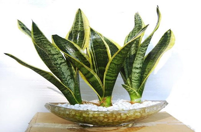 Những cây cảnh giúp lọc không khí tốt nhất nên trồng ngay trong nhà - 4