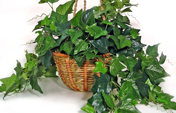 Những cây cảnh giúp lọc không khí tốt nhất nên trồng ngay trong nhà - 5