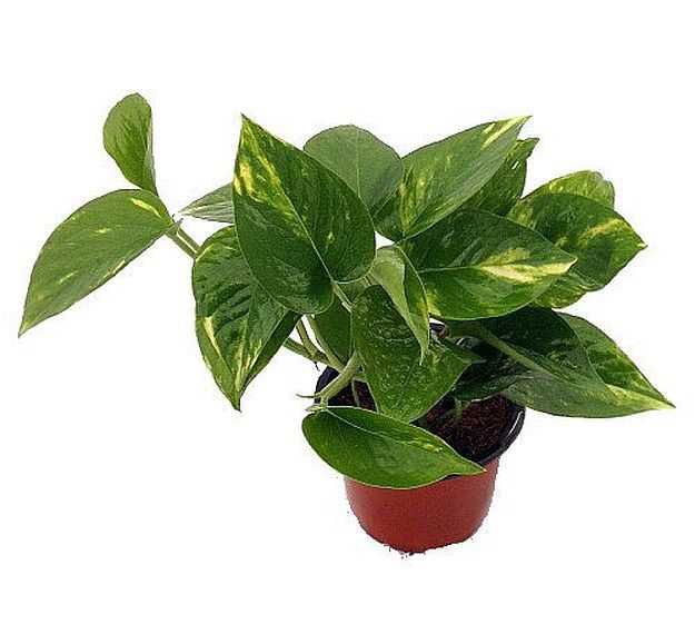 Những cây cảnh giúp lọc không khí tốt nhất nên trồng ngay trong nhà - 11