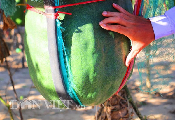 Những loại rau củ khổng lồ của nông dân việt khiến người xem không tin vào mắt mình - 1