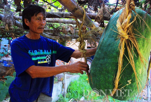 Những loại rau củ khổng lồ của nông dân việt khiến người xem không tin vào mắt mình - 2