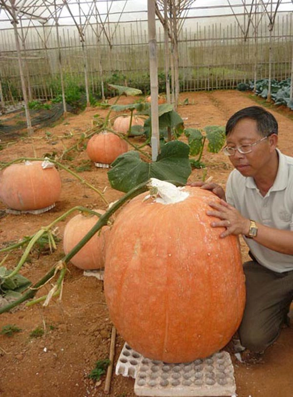 Những loại rau củ khổng lồ của nông dân việt khiến người xem không tin vào mắt mình - 7