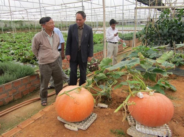 Những loại rau củ khổng lồ của nông dân việt khiến người xem không tin vào mắt mình - 8