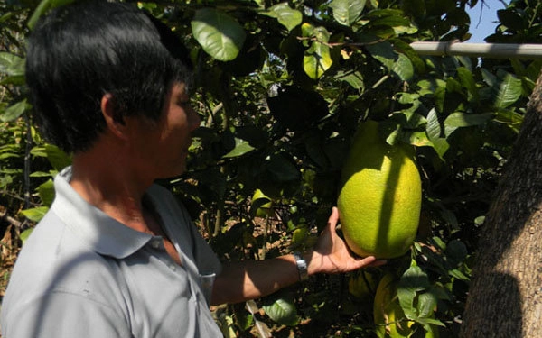 Những loại rau củ khổng lồ của nông dân việt khiến người xem không tin vào mắt mình - 9