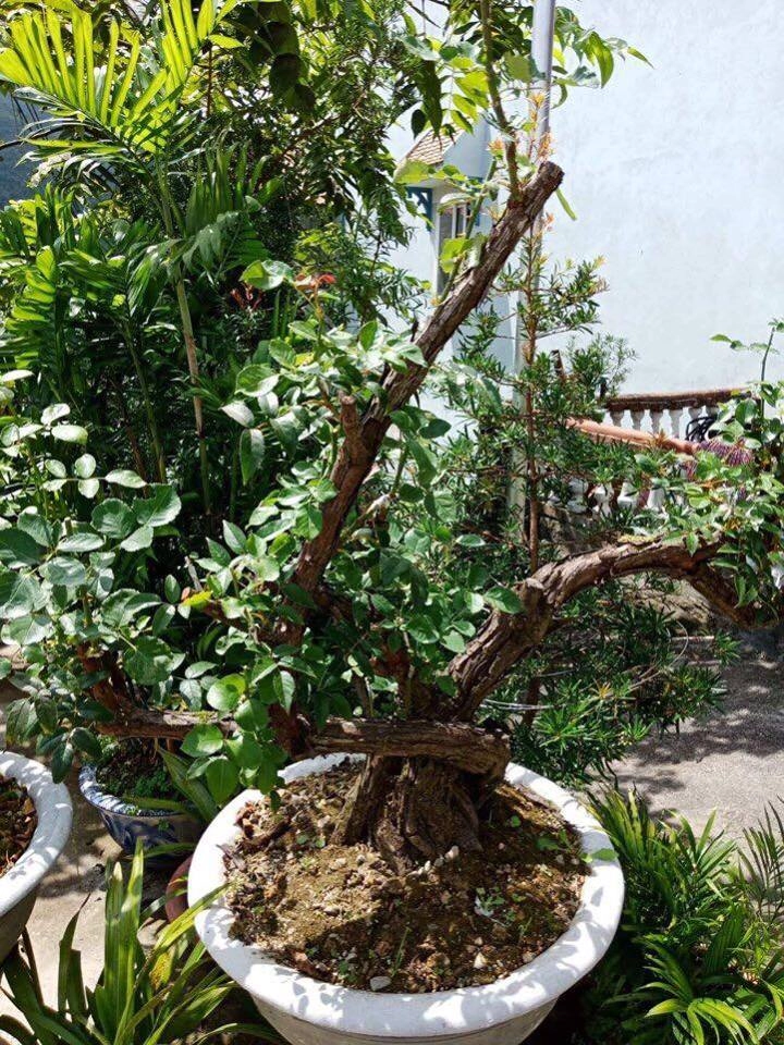 Tận mắt ngắm bốn gốc hoa hồng cổ thụ khủng được rao bán với giá gần 80 triệu đồng - 2