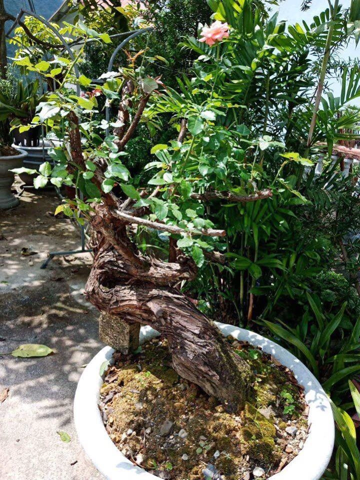 Tận mắt ngắm bốn gốc hoa hồng cổ thụ khủng được rao bán với giá gần 80 triệu đồng - 3