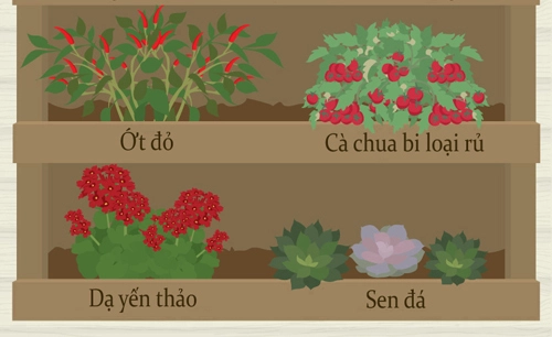 Trồng giò treo đơn giản cho nhà chật tỏa mát - 2