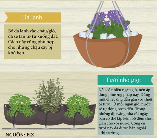Trồng giò treo đơn giản cho nhà chật tỏa mát - 6