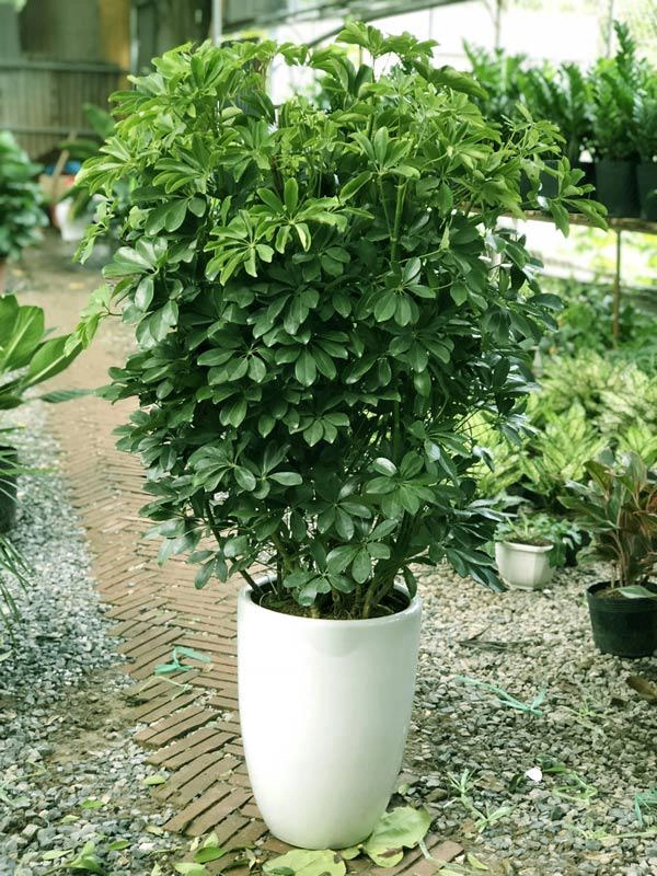 Trồng ngay 10 loại cây phong thủy trước nhà này gia chủ sẽ may mắn phát tài cả năm - 4