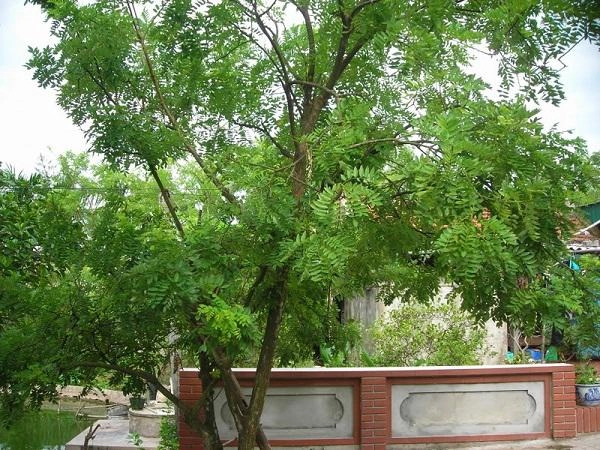 Trồng ngay 10 loại cây phong thủy trước nhà này gia chủ sẽ may mắn phát tài cả năm - 6